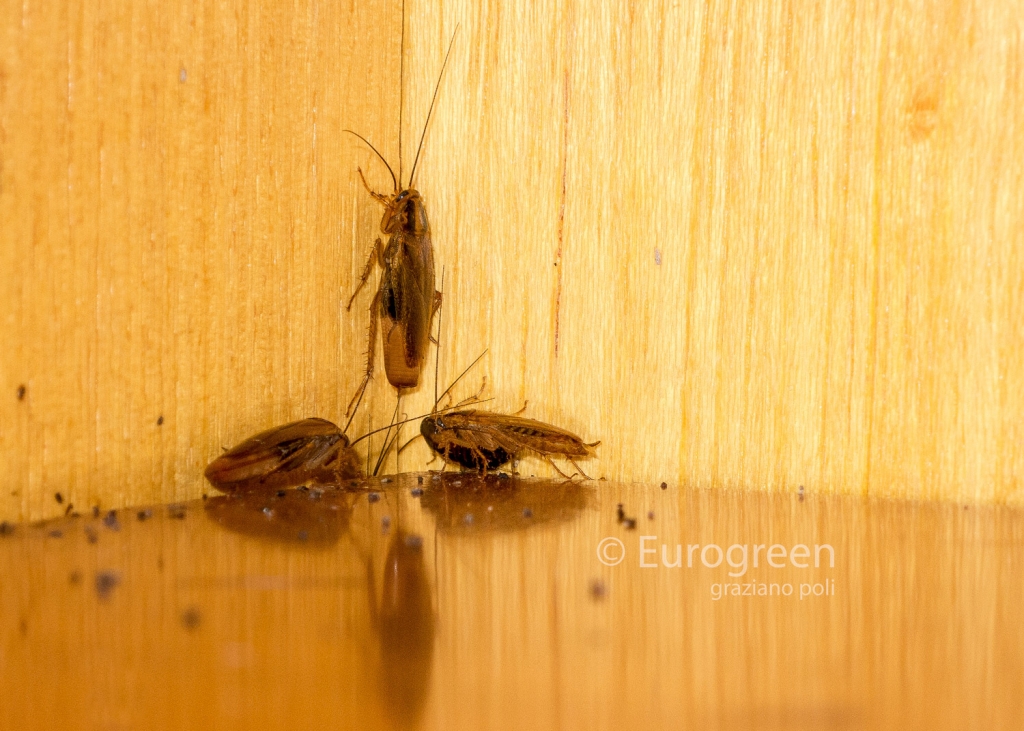 scarafaggi in casa_Blattella germanica