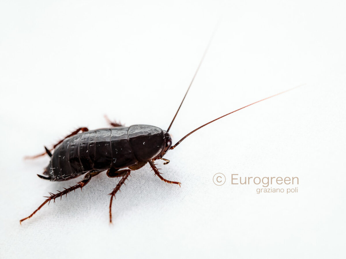 Eliminare gli scarafaggi in casa? Leggi le 7 risposte! Eviterai le