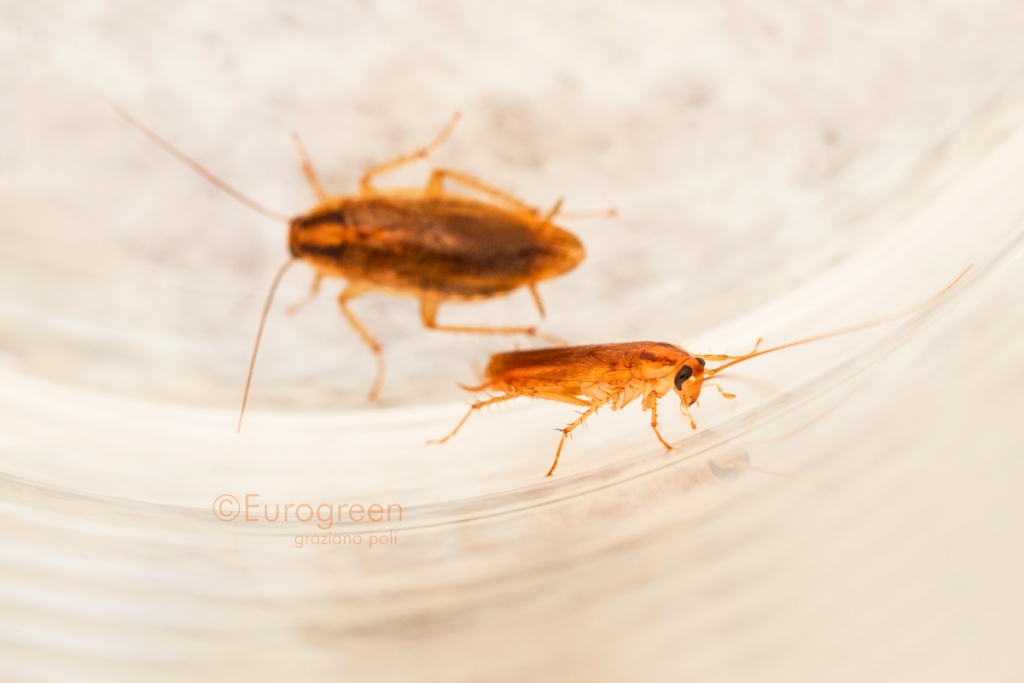 Eliminare gli scarafaggi in casa? Leggi le 7 risposte! Eviterai le